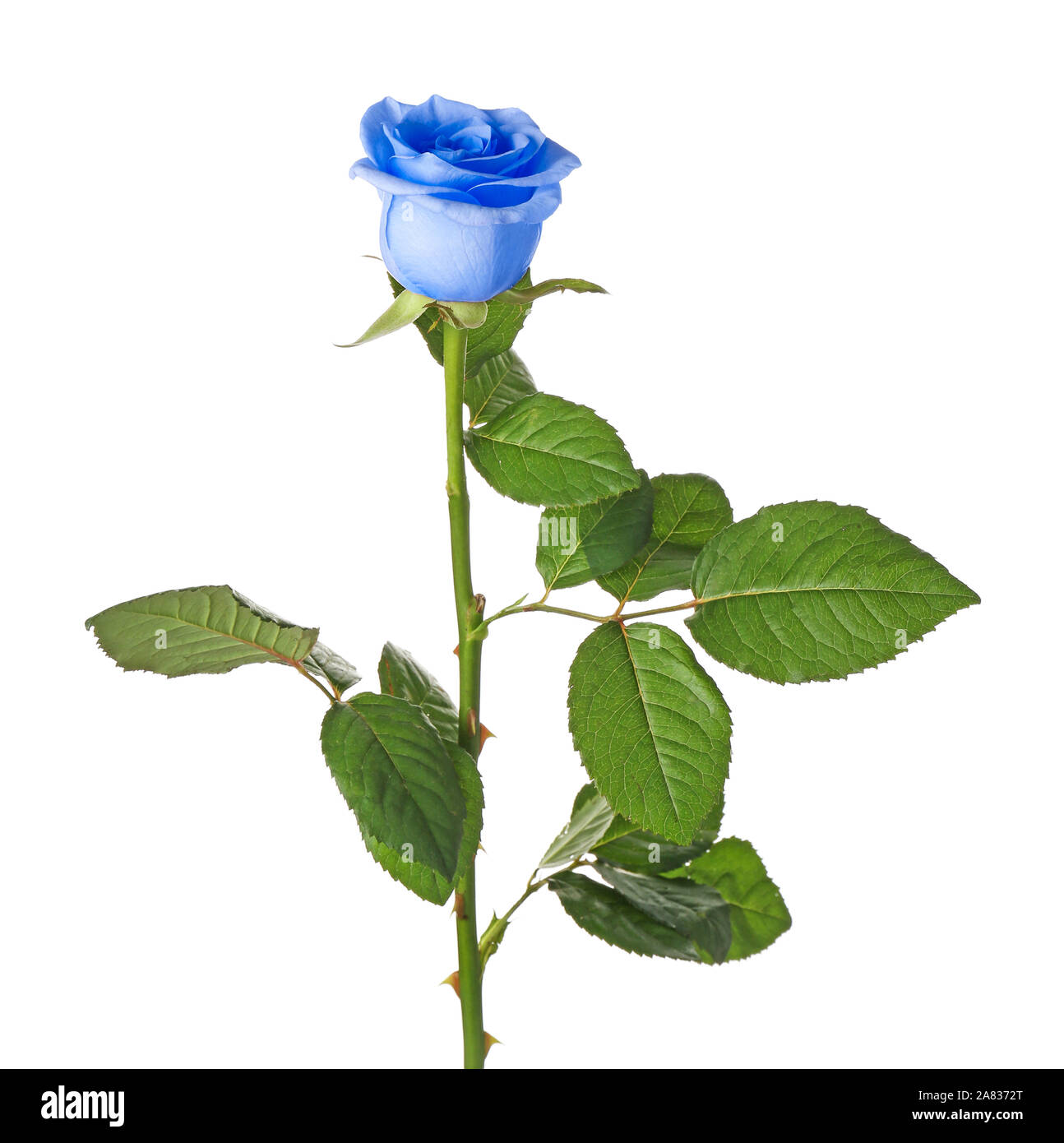 Beautiful blue rose flower on white background Stock Photo - Alamy