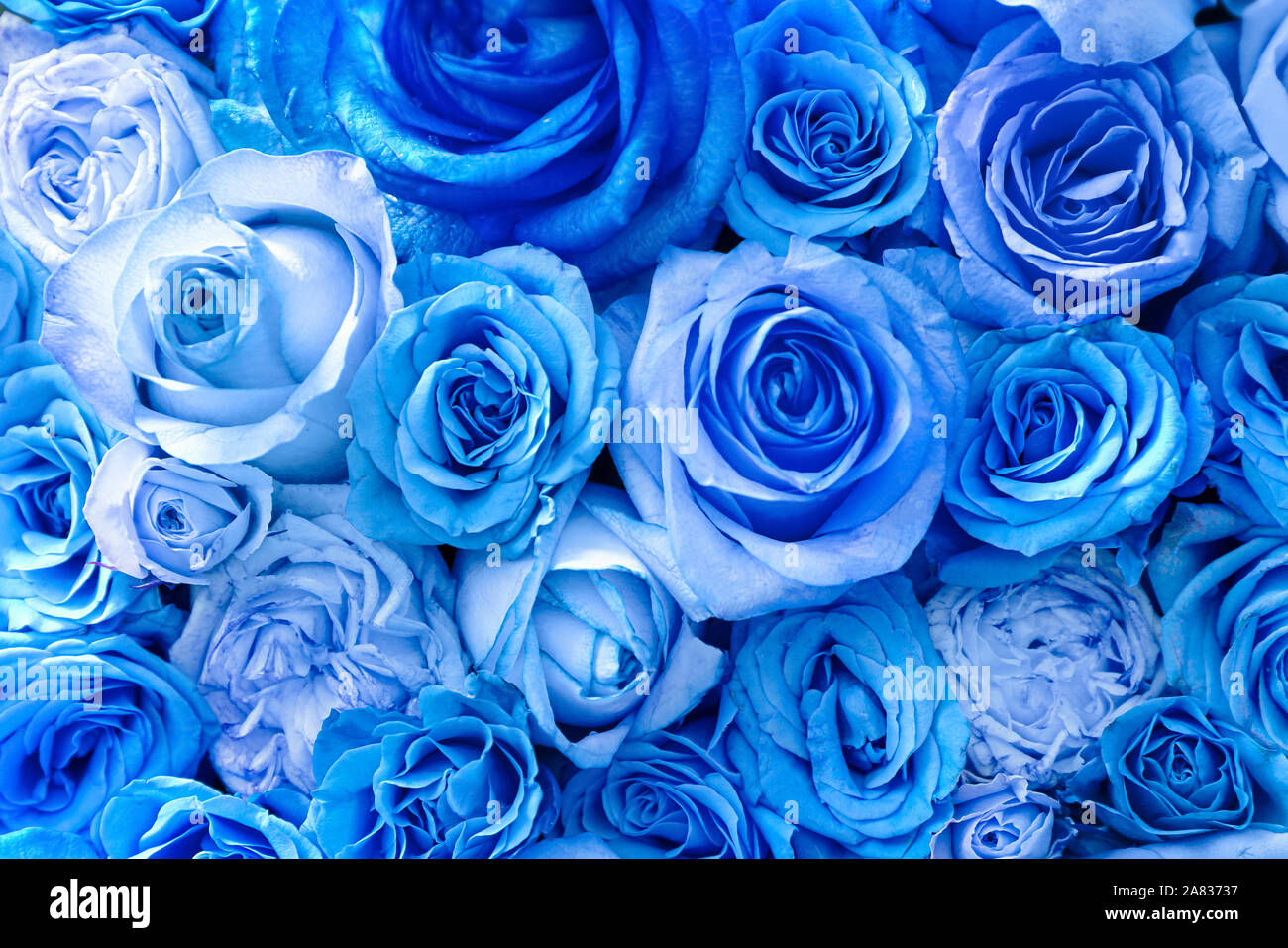 Beautiful blue rose flowers top view Stock Photo Alamy