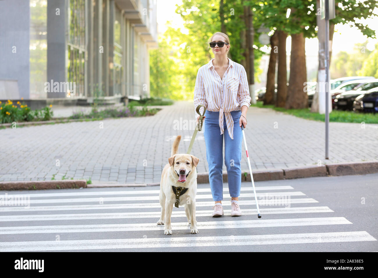 creative-cat70: illustration about a blind princess trying to cross the road  with her service dog