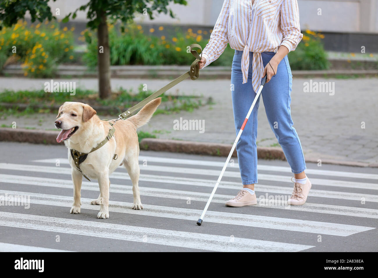 creative-cat70: illustration about a blind princess trying to cross the road  with her service dog