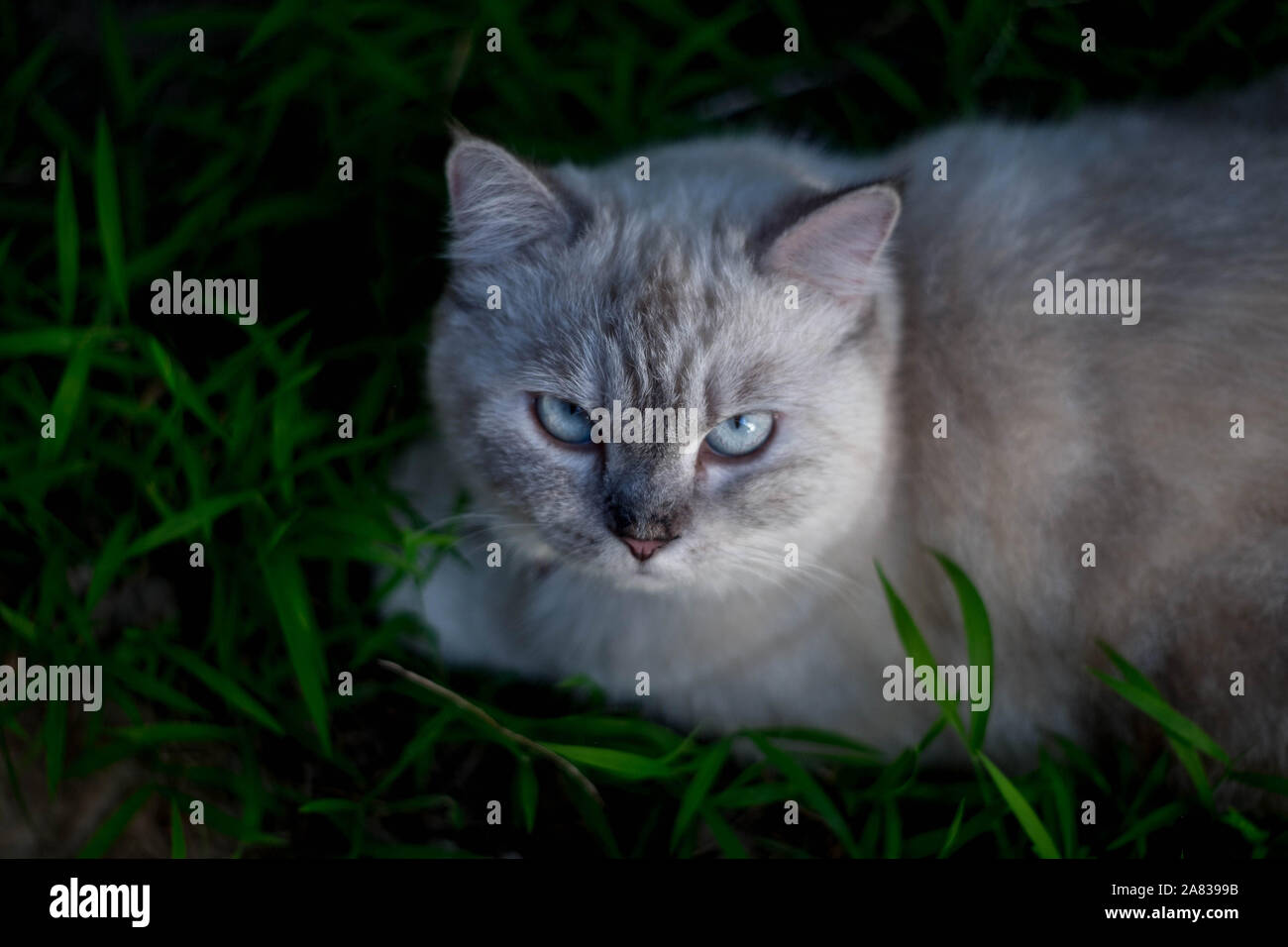 thai persian cat