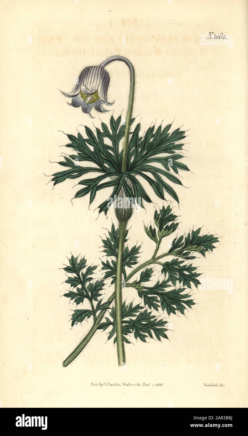 Pale-flowered meadow pasque-flower, Anemone pratensis obsoleta. Handcoloured botanical engraving by Weddell from John Sims' Curtis's Botanical Magazine, Couchman, London, 1816. Stock Photo