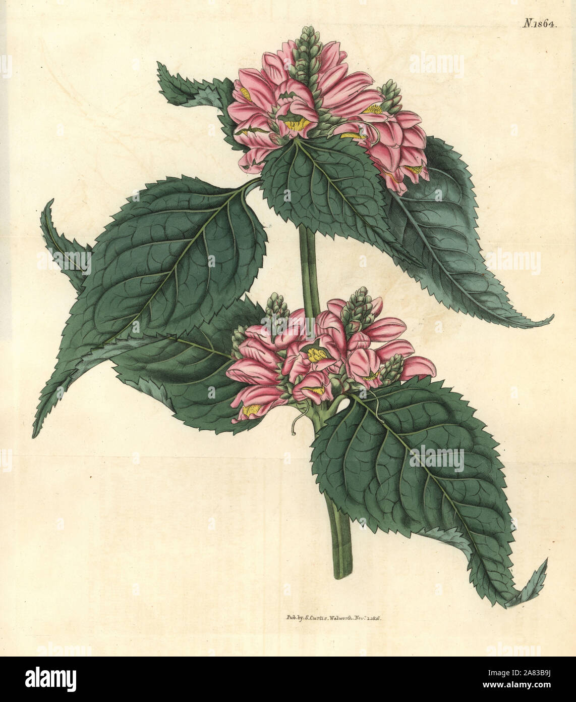Lyon's chelone, Chelone lyonii (Chelone major). Handcoloured botanical engraving by Weddell from John Sims' Curtis's Botanical Magazine, Couchman, London, 1816. Stock Photo