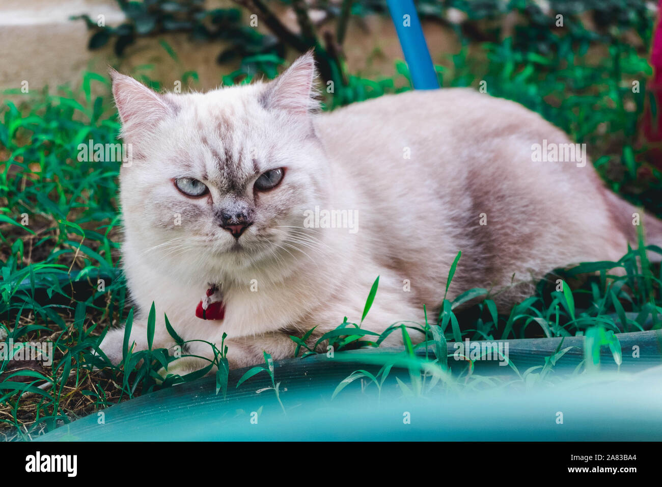 Hybrid Cats in Thailand Stock Photo - Alamy