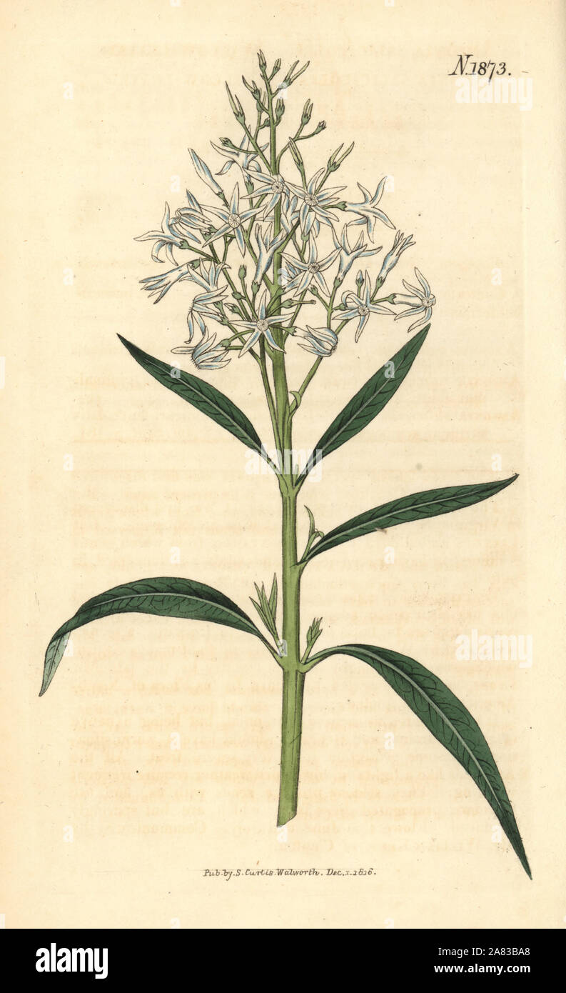 Amsonia tabernaemontana var. salicifolia (Willow-leaved amsonia, Amsonia salicifolia). Handcoloured botanical engraving by Weddell from John Sims' Curtis's Botanical Magazine, Couchman, London, 1816. Stock Photo