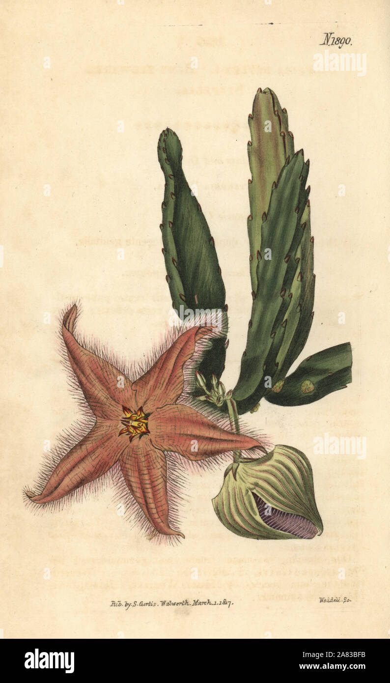 Gonostemon deflexus (Bent-flowered stapelia, Stapelia deflexa). Handcoloured botanical engraving from John Sims' Curtis's Botanical Magazine, Couchman, London, 1816. Stock Photo