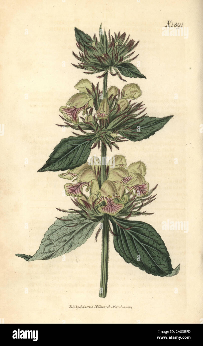 Samian phlomis, Phlomis samia. Handcoloured botanical engraving from John Sims' Curtis's Botanical Magazine, Couchman, London, 1816. Stock Photo