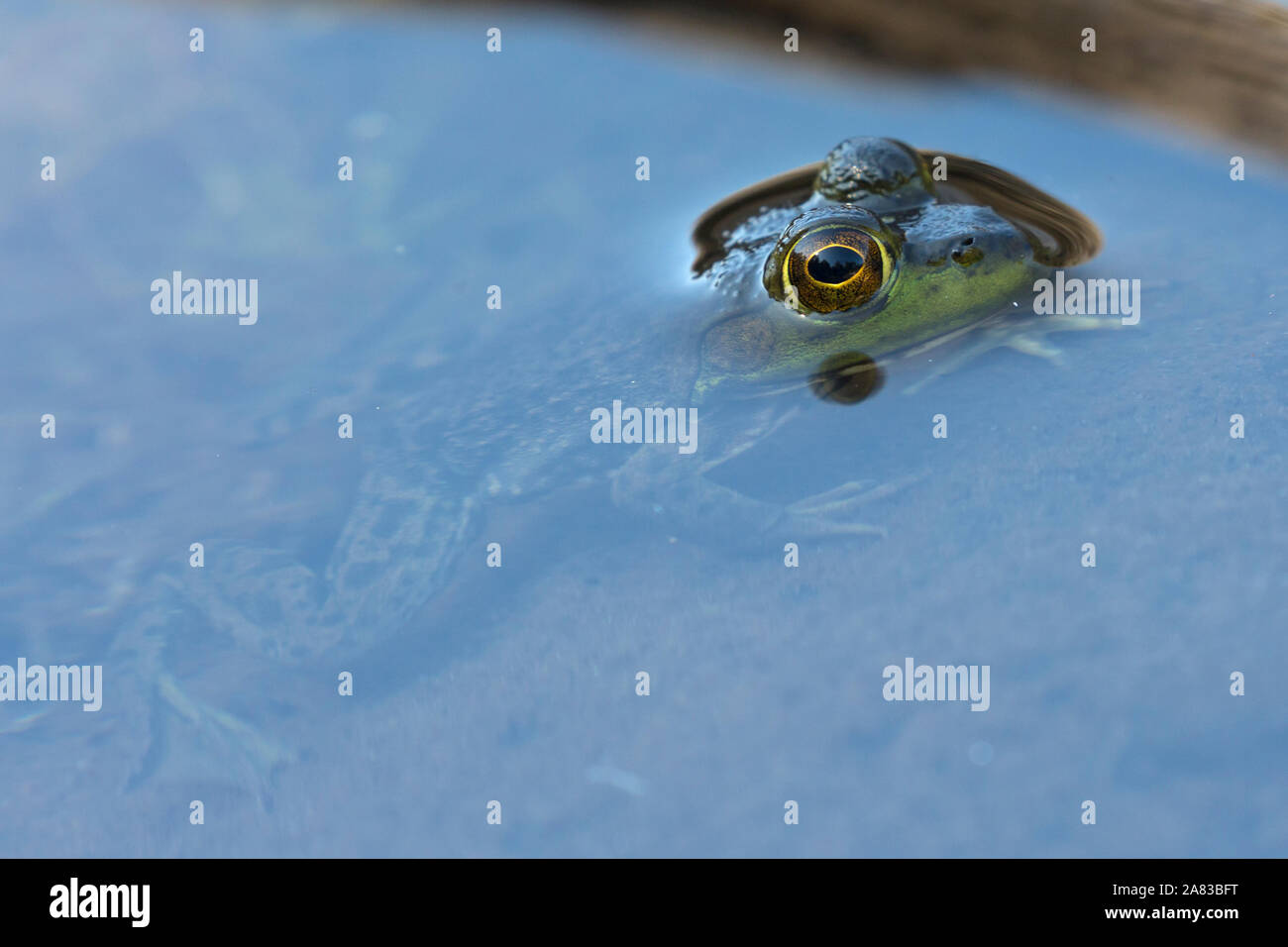 A wild frog poking its head out of the water in Acadia National Park in ...