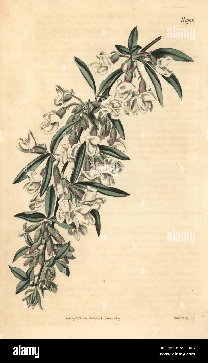 Tagasaste or tree lucerne, Silky cytisus, Cytisus proliferus. Handcoloured botanical engraving from John Sims' Curtis's Botanical Magazine, Couchman, London, 1816. Stock Photo
