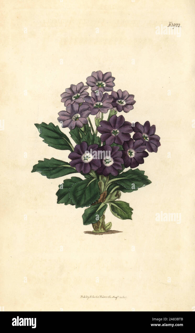 Comely auricula, Primula decora. Handcoloured botanical engraving from John Sims' Curtis's Botanical Magazine, Couchman, London, 1817. Stock Photo