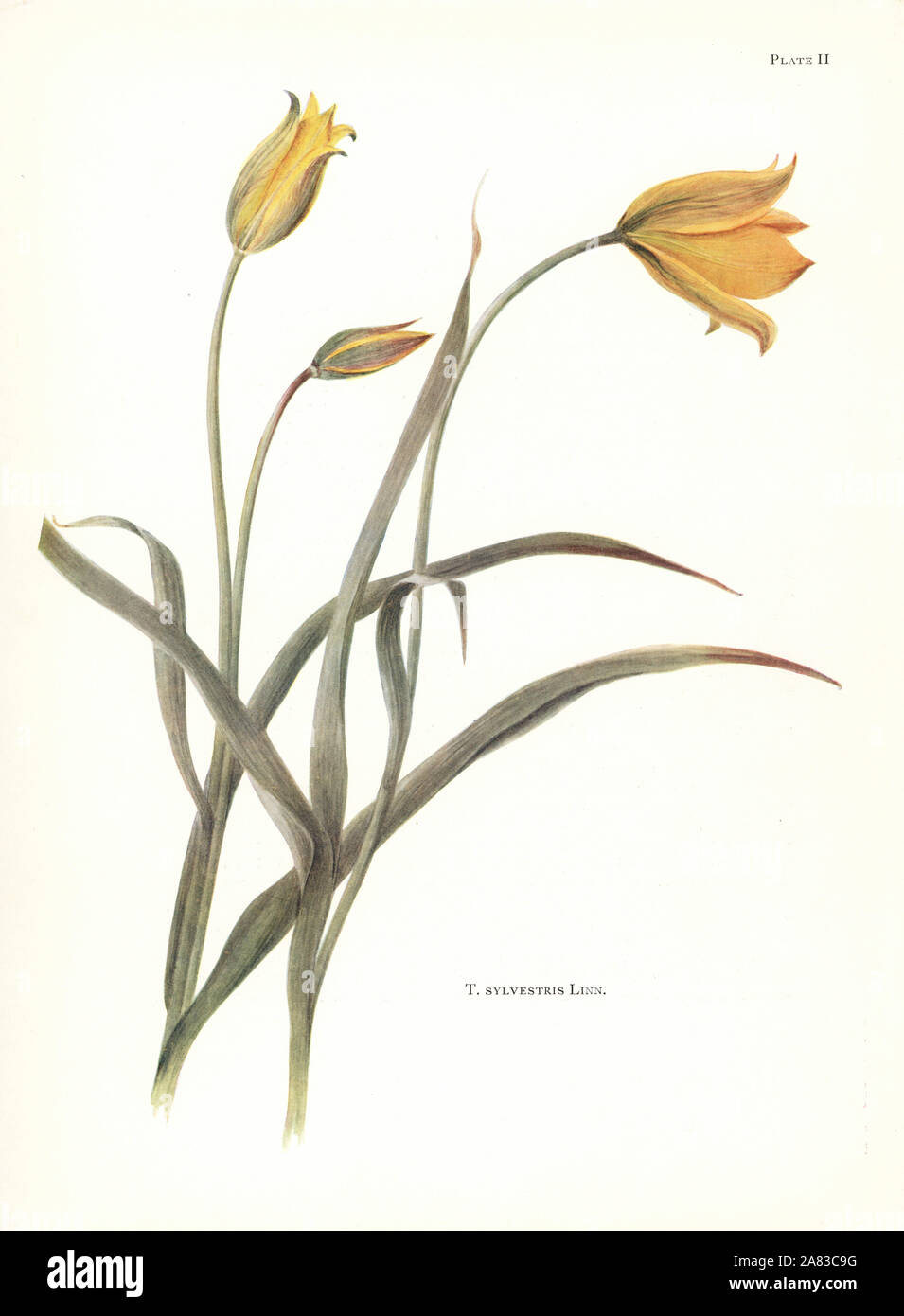Tulipa sylvestris illustration hi-res stock photography and images - Alamy
