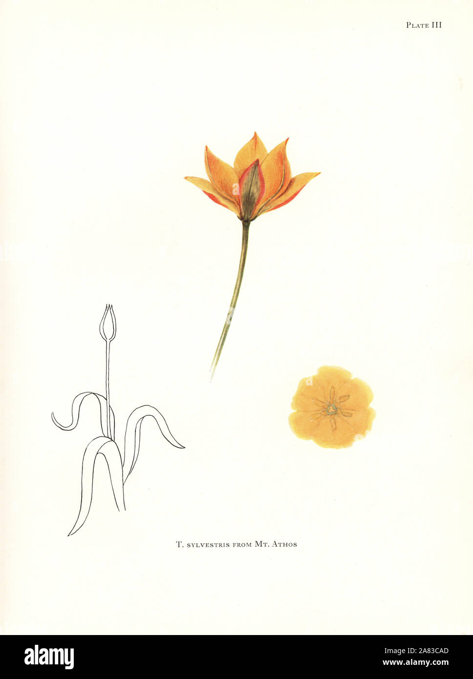 Tulipa sylvestris illustration hi-res stock photography and images - Alamy