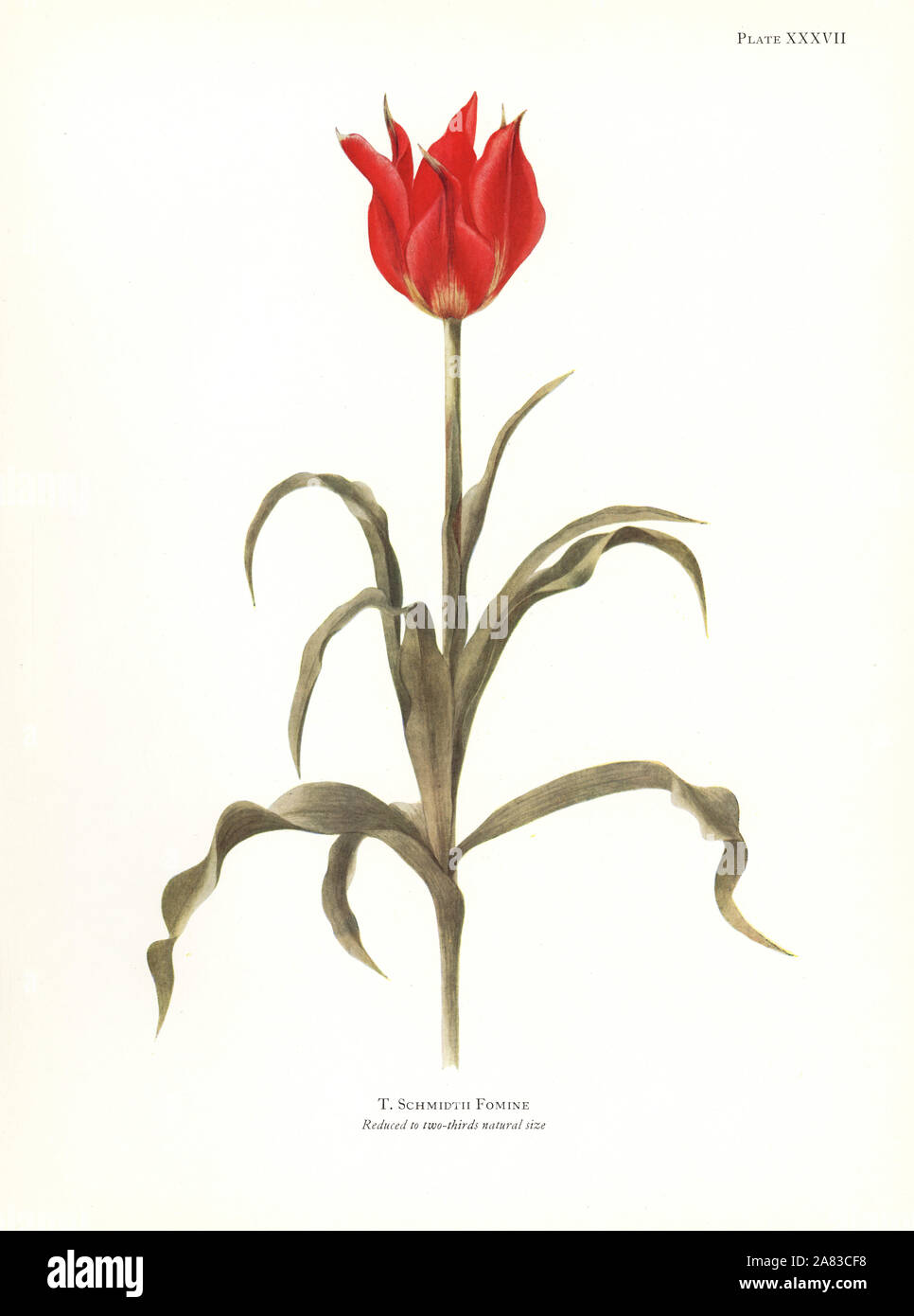 Tulipa schmidtii. Silkscreen botanical illustration by Elsie Katherine Dykes from William R. Dykes' Notes on Tulip Species, Herbert Jenkins Ltd., London, 1930. Stock Photo