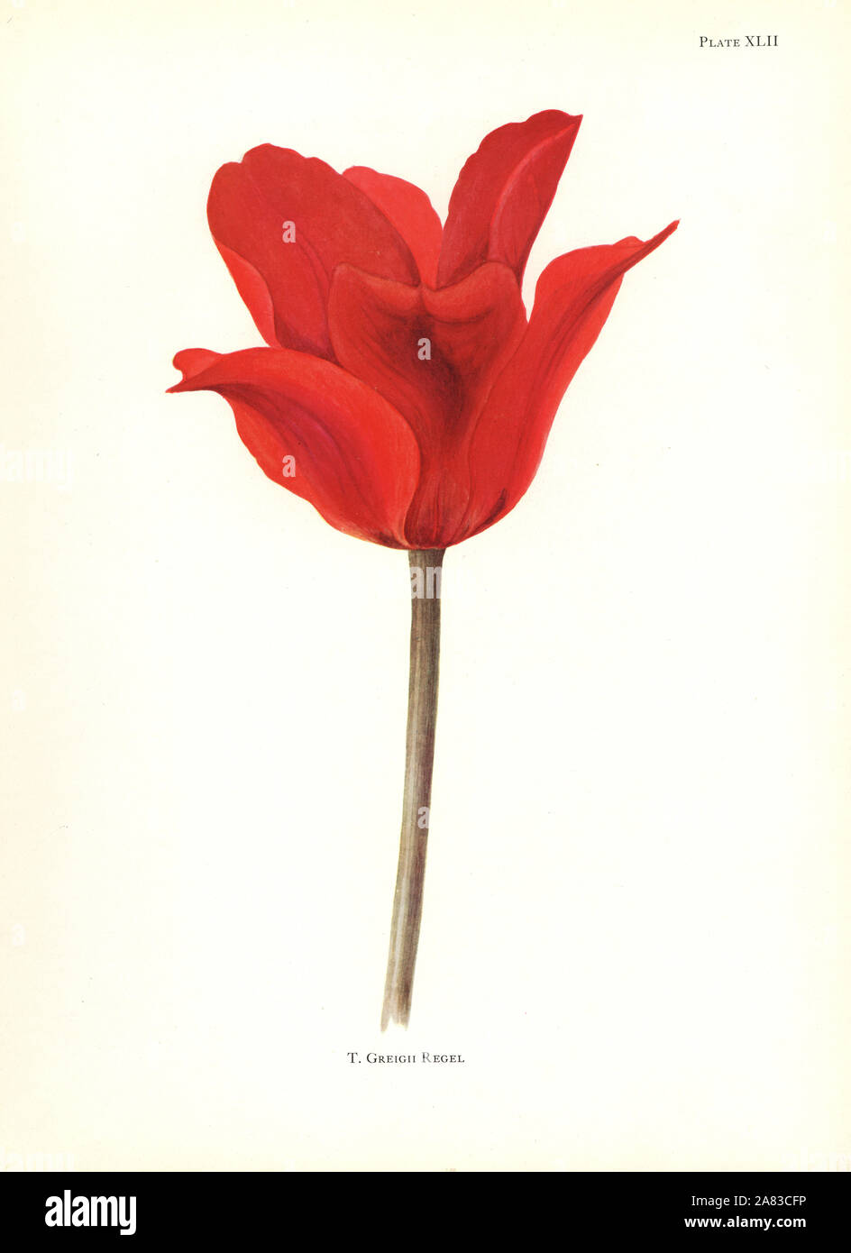 Tulipa greigii. Silkscreen botanical illustration by Elsie Katherine Dykes from William R. Dykes' Notes on Tulip Species, Herbert Jenkins Ltd., London, 1930. Stock Photo