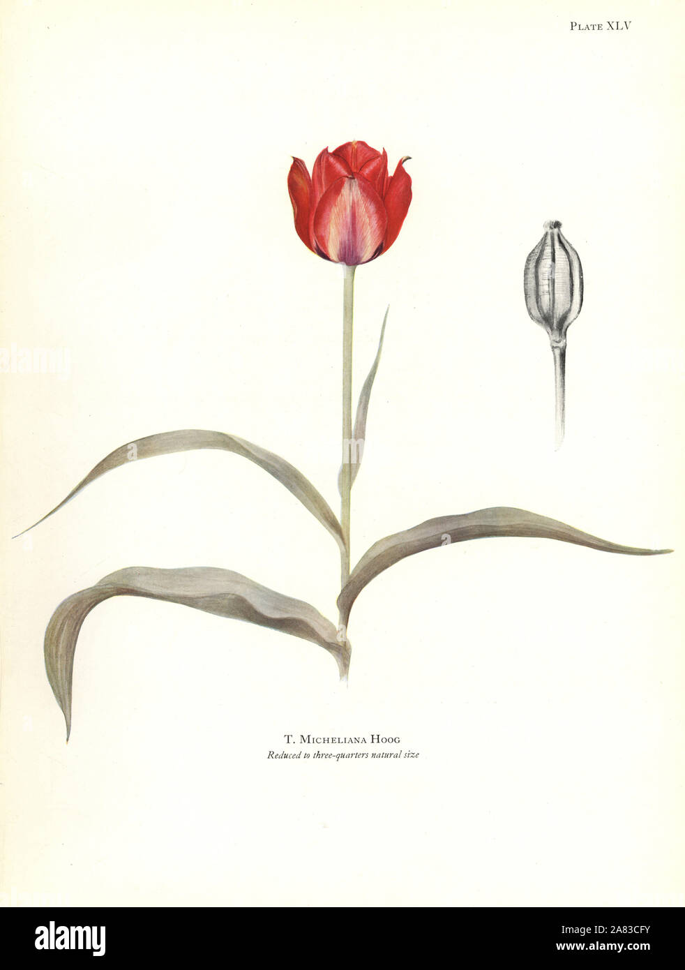 Tulipa micheliana. Silkscreen botanical illustration by Elsie Katherine Dykes from William R. Dykes' Notes on Tulip Species, Herbert Jenkins Ltd., London, 1930. Stock Photo
