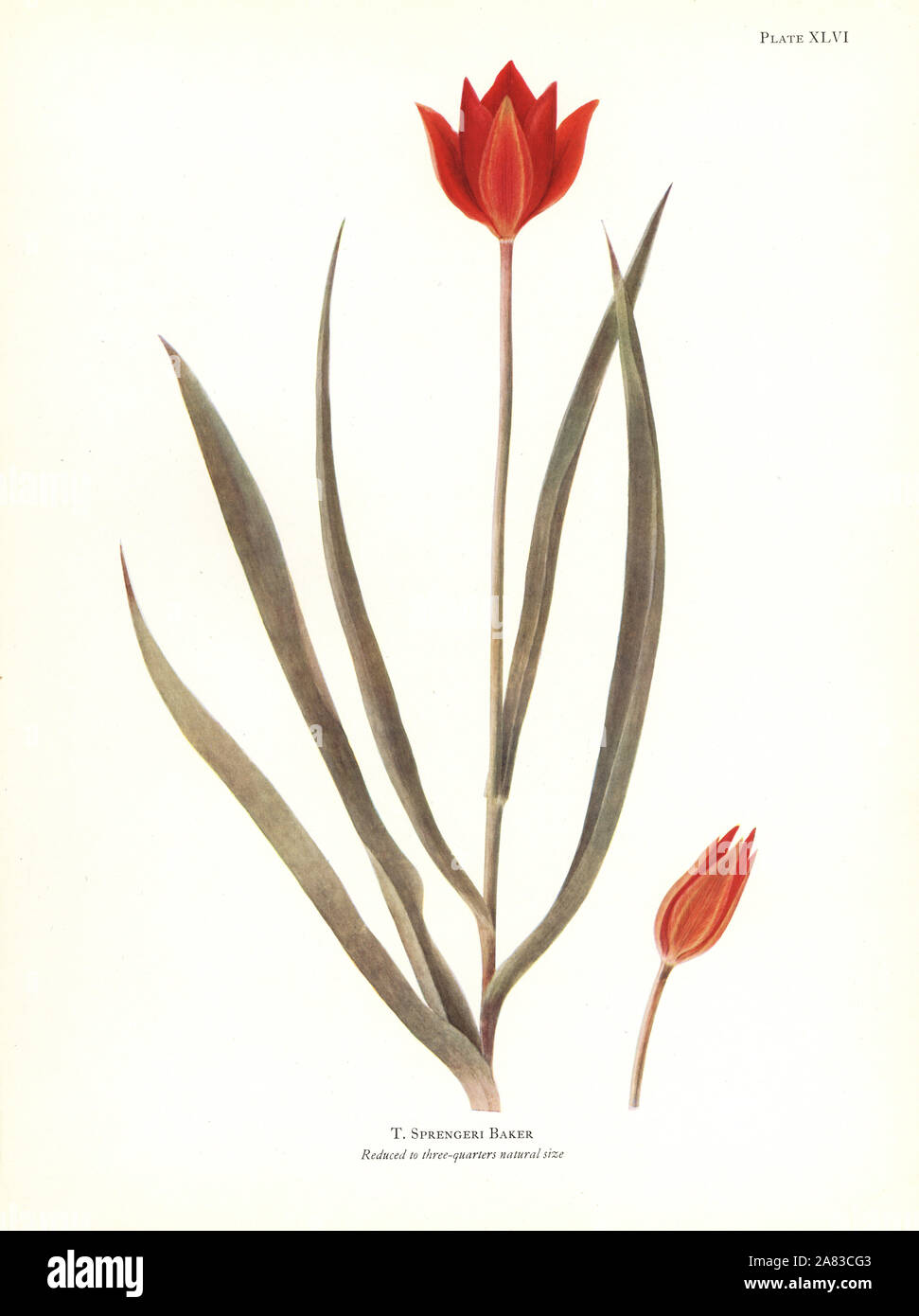 Sprenger's tulip, Tulipa sprengeri. Silkscreen botanical illustration by Elsie Katherine Dykes from William R. Dykes' Notes on Tulip Species, Herbert Jenkins Ltd., London, 1930. Stock Photo
