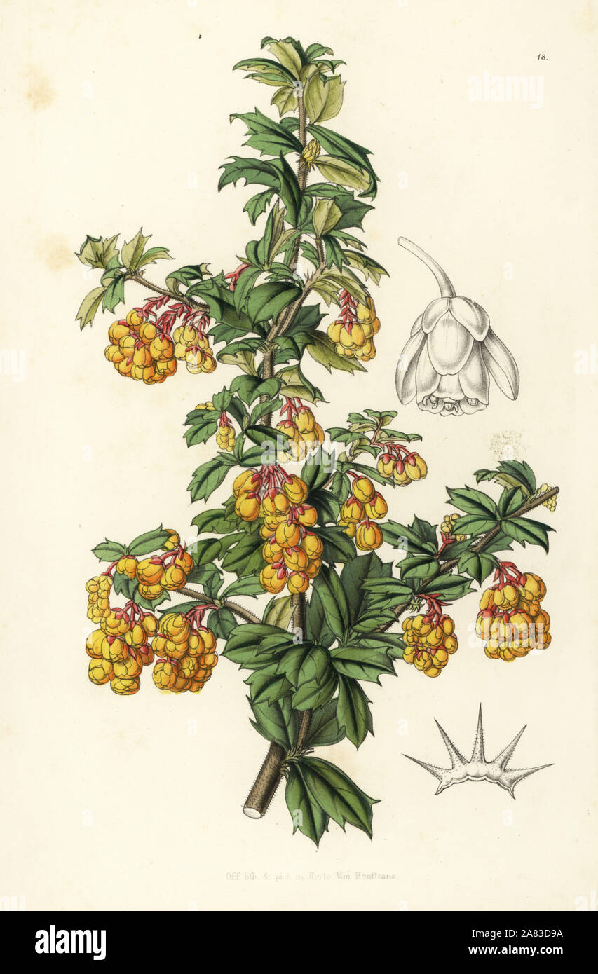 Darwin's barberry, Berberis darwinii. Handcoloured lithograph from Louis van Houtte and Charles Lemaire's Flowers of the Gardens and Hothouses of Europe, Flore des Serres et des Jardins de l'Europe, Ghent, Belgium, 1851. Stock Photo