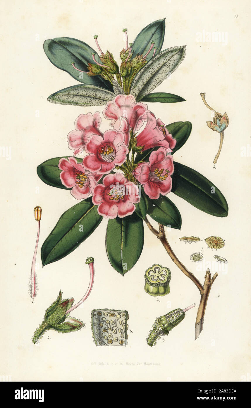 Rhododendron glaucum. Copied from Joseph Dalton Hooker. Handcoloured lithograph from Louis van Houtte and Charles Lemaire's Flowers of the Gardens and Hothouses of Europe, Flore des Serres et des Jardins de l'Europe, Ghent, Belgium, 1851. Stock Photo
