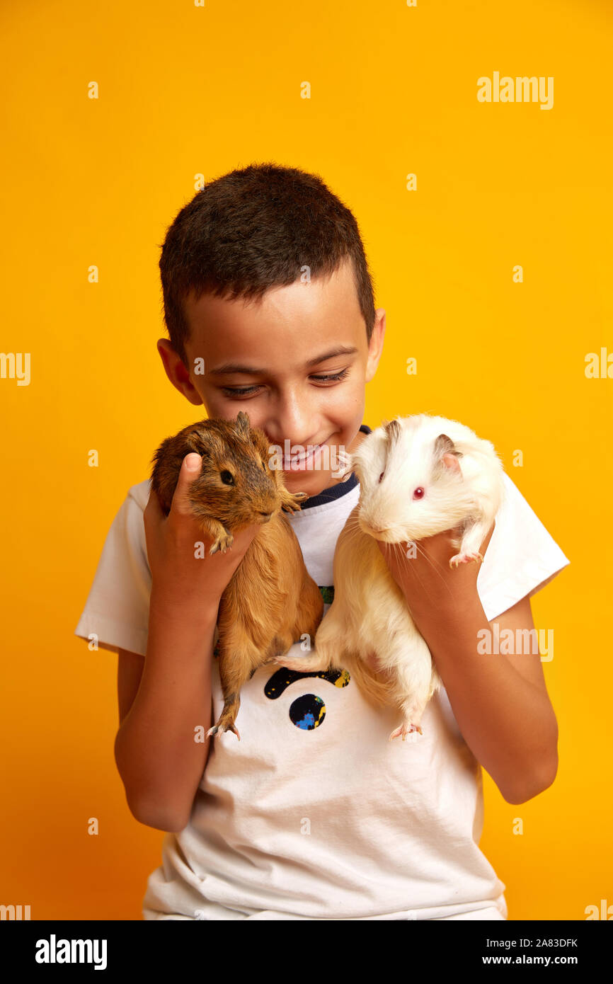 Optimistic boy smiling and not looking at camera while carrying adorable guinea pigs against yellow background Stock Photo