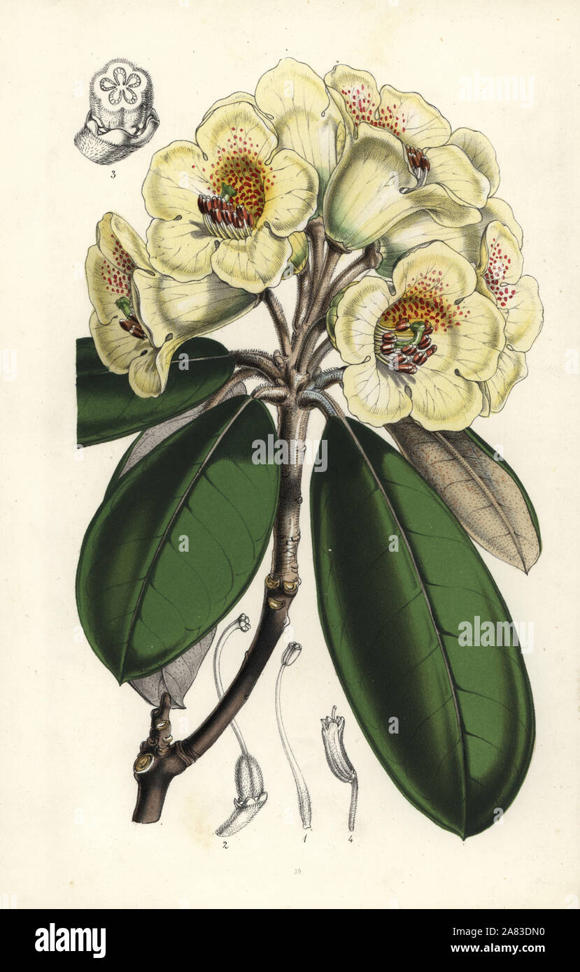 Rhododendron lanatum. Copied from Joseph Dalton Hooker. Handcoloured lithograph from Louis van Houtte and Charles Lemaire's Flowers of the Gardens and Hothouses of Europe, Flore des Serres et des Jardins de l'Europe, Ghent, Belgium, 1851. Stock Photo