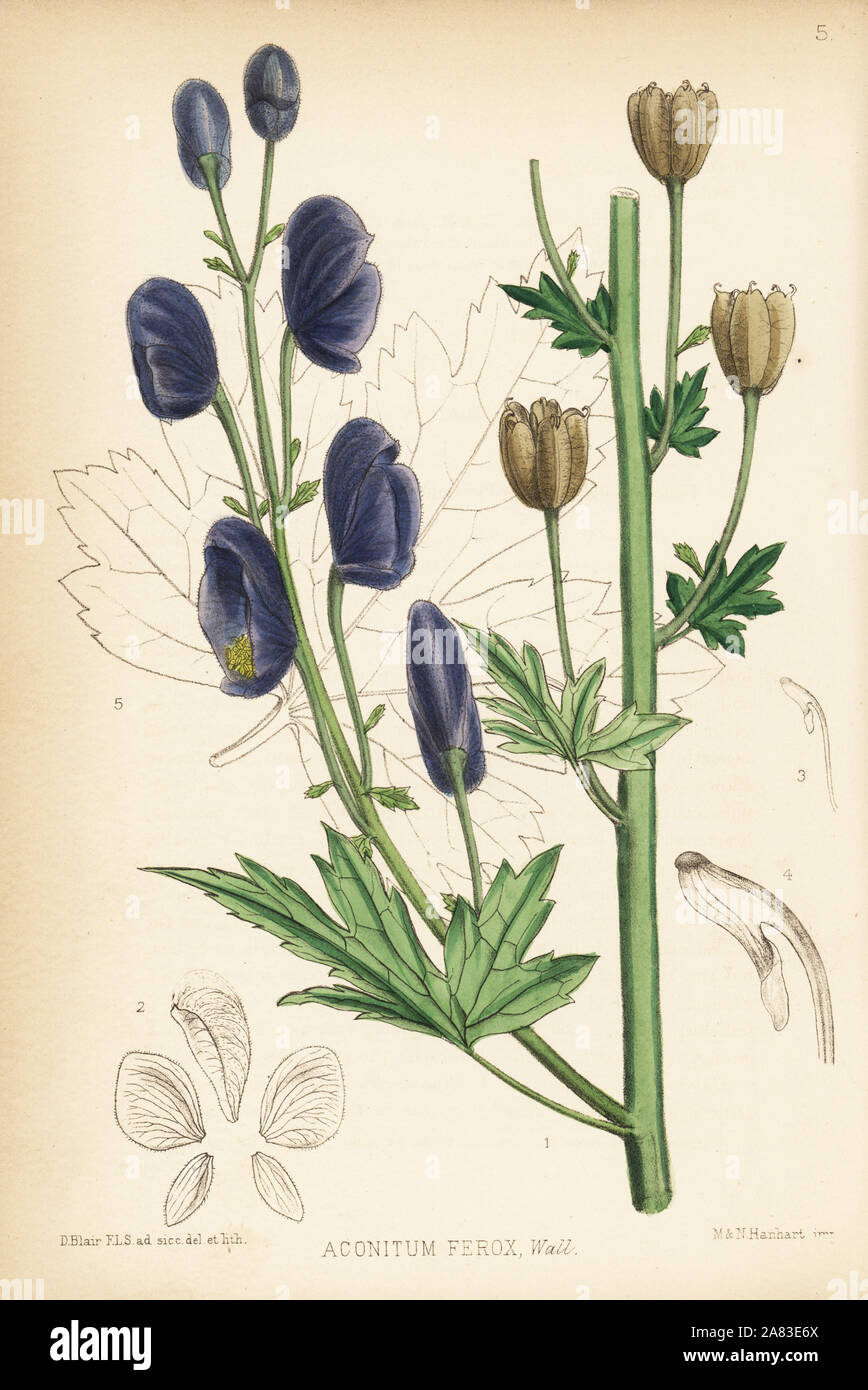 Indian aconite or Nepal aconite, Aconitum ferox. Handcoloured lithograph by Hanhart after a botanical illustration by David Blair from Robert Bentley and Henry Trimen's Medicinal Plants, London, 1880. Stock Photo