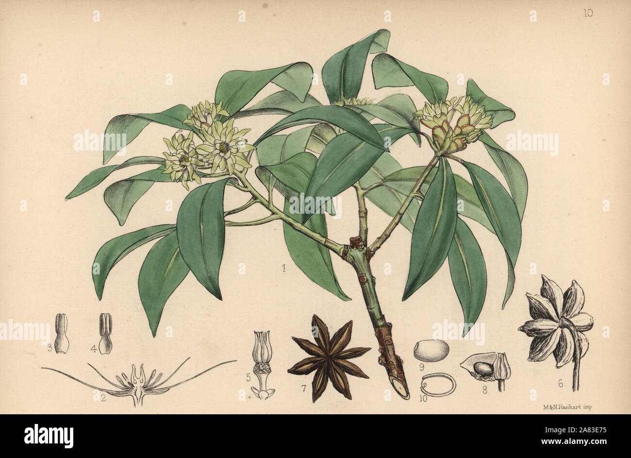 Japanese star anise or shikimi, Illicium anisatum. Handcoloured lithograph by Hanhart after a botanical illustration by David Blair from Robert Bentley and Henry Trimen's Medicinal Plants, London, 1880. Stock Photo