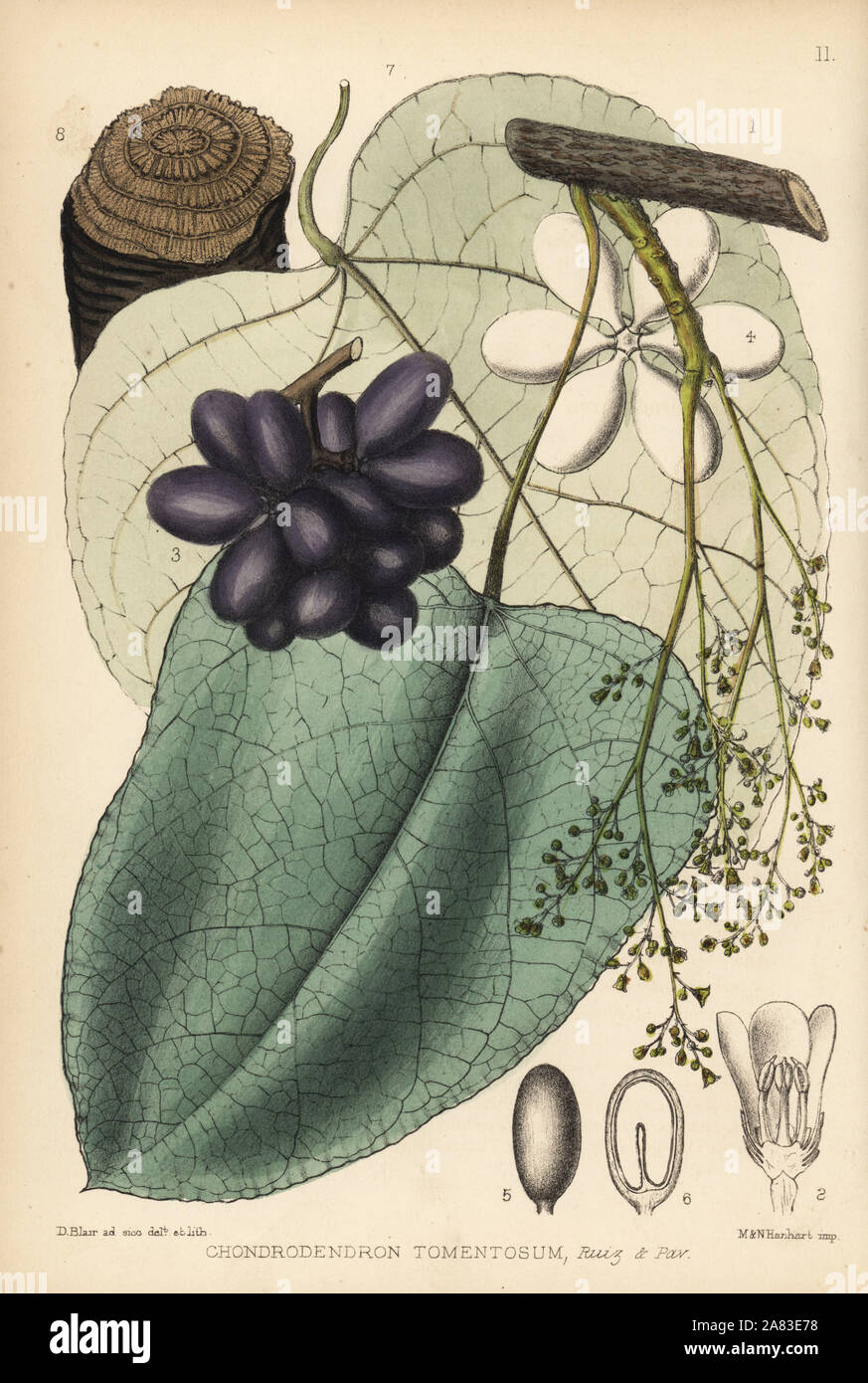 Curare, Parreira brava or abutua, Chondrodendron tomentosum. Handcoloured lithograph by Hanhart after a botanical illustration by David Blair from Robert Bentley and Henry Trimen's Medicinal Plants, London, 1880. Stock Photo