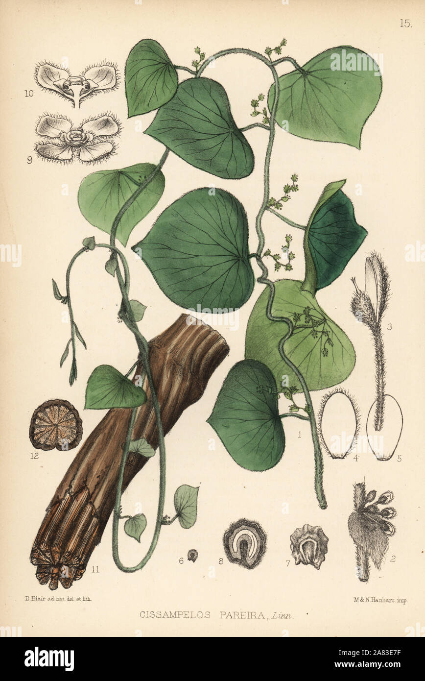 Velvetleaf, Cissampelos pareira. Handcoloured lithograph by Hanhart after a botanical illustration by David Blair from Robert Bentley and Henry Trimen's Medicinal Plants, London, 1880. Stock Photo