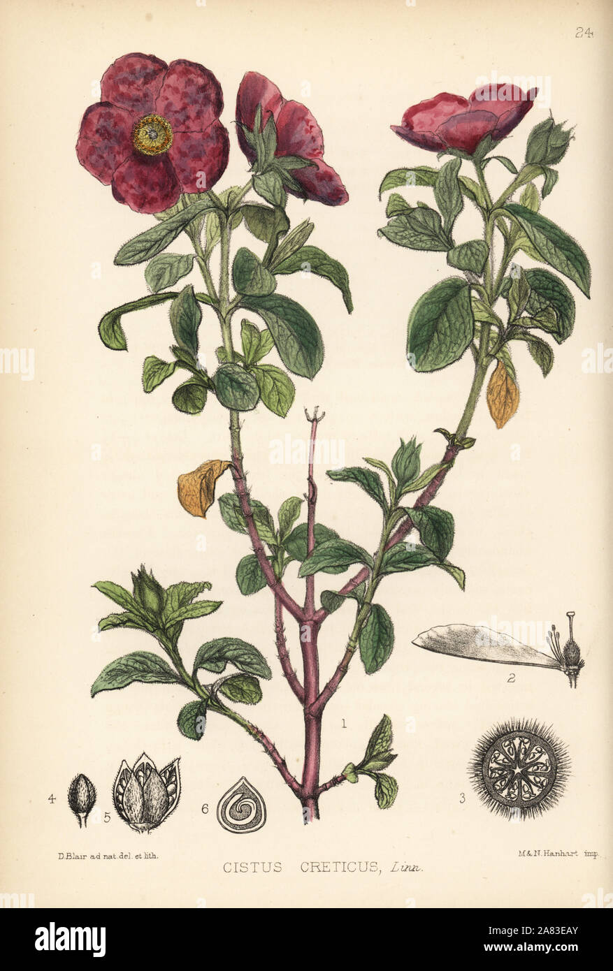 Pink rock-rose or ladano, Cistus creticus. Handcoloured lithograph by Hanhart after a botanical illustration by David Blair from Robert Bentley and Henry Trimen's Medicinal Plants, London, 1880. Stock Photo