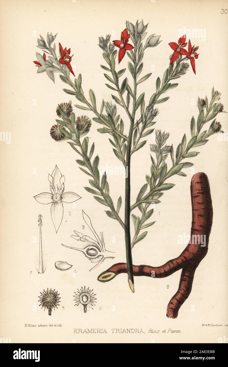 Para rhatany and Peruvian rhatany, Krameria lappacea (Krameria triandra). Handcoloured lithograph by Hanhart after a botanical illustration by David Blair from Robert Bentley and Henry Trimen's Medicinal Plants, London, 1880. Stock Photo