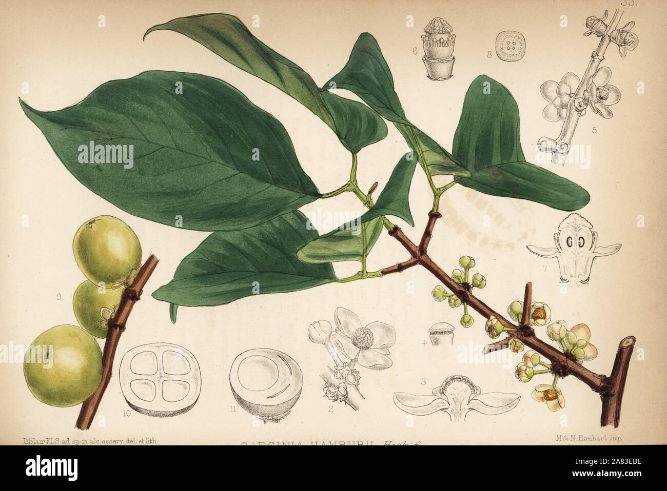 Siam gamboge or Hanbury's garcinia, Garcinia hanburyi. Handcoloured lithograph by Hanhart after a botanical illustration by David Blair from Robert Bentley and Henry Trimen's Medicinal Plants, London, 1880. Stock Photo