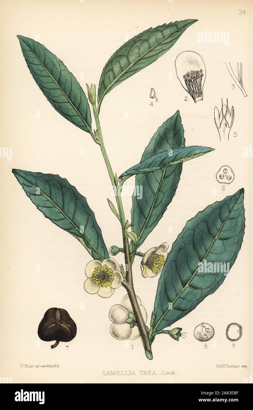 Tea plant, Camellia sinensis (Camellia thea). Handcoloured lithograph by Hanhart after a botanical illustration by David Blair from Robert Bentley and Henry Trimen's Medicinal Plants, London, 1880. Stock Photo