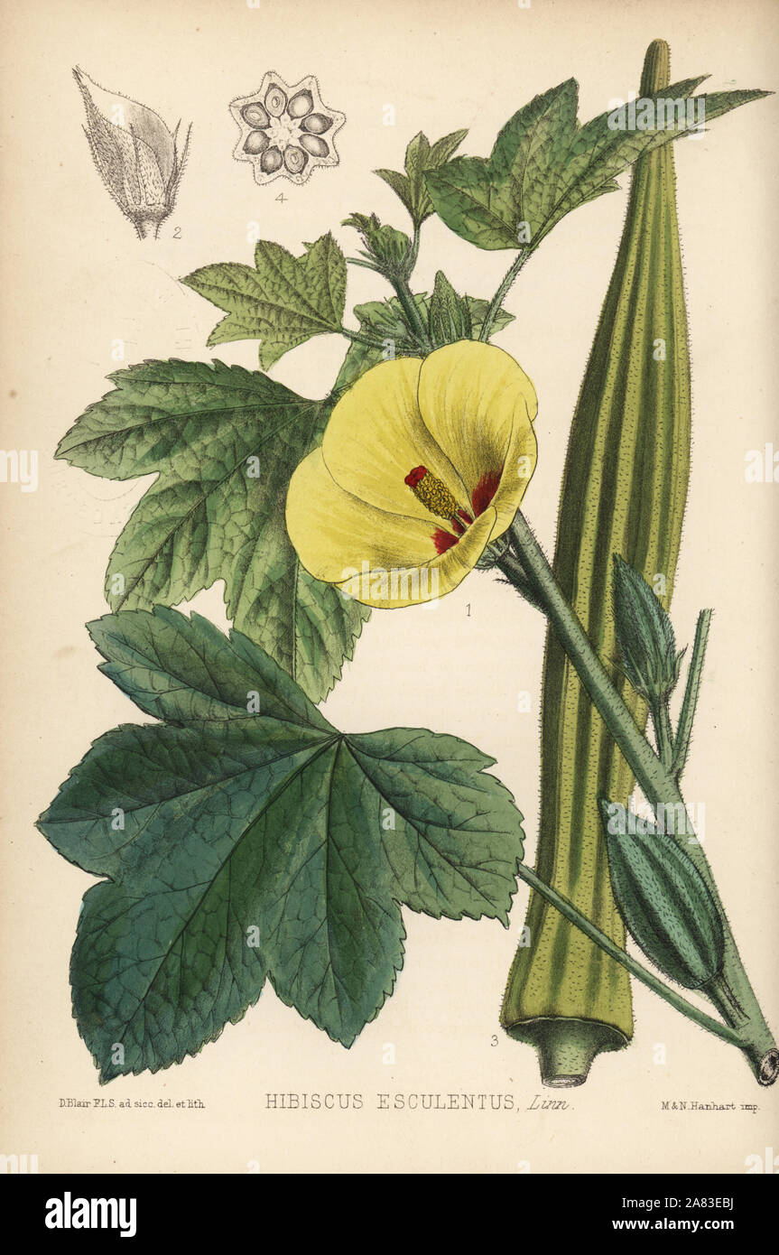 Okra or ladies' fingers, Abelmoschus esculentus (Hibiscus esculentus