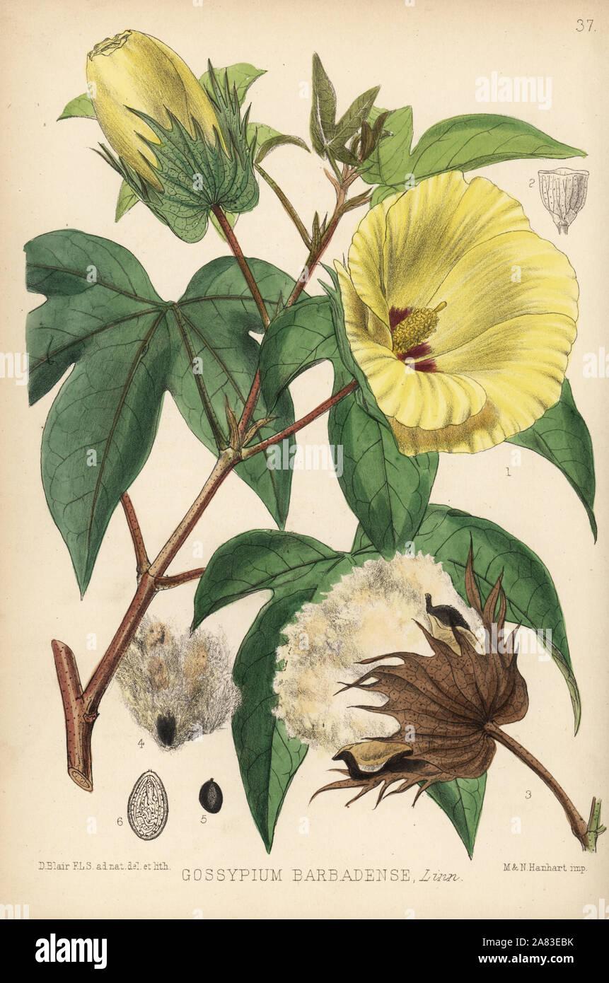Sea Island cotton, Gossypium barbadense. Handcoloured lithograph by Hanhart after a botanical illustration by David Blair from Robert Bentley and Henry Trimen's Medicinal Plants, London, 1880. Stock Photo