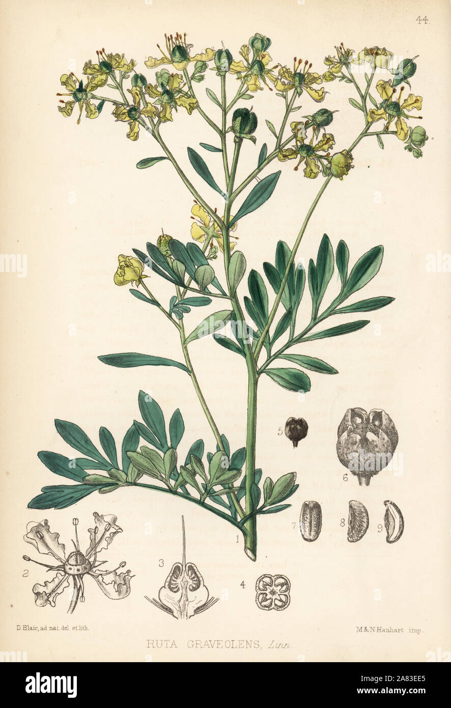 Common rue or herb-of-grace, Ruta graveolens. Handcoloured lithograph by Hanhart after a botanical illustration by David Blair from Robert Bentley and Henry Trimen's Medicinal Plants, London, 1880. Stock Photo