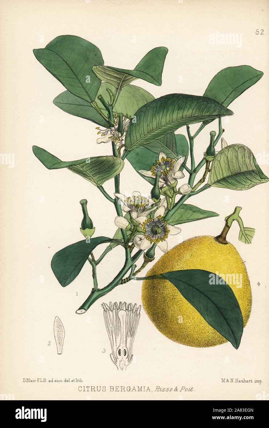 Bergamot lemon, Citrus limon (Citrus bergamia). Handcoloured lithograph by Hanhart after a botanical illustration by David Blair from Robert Bentley and Henry Trimen's Medicinal Plants, London, 1880. Stock Photo