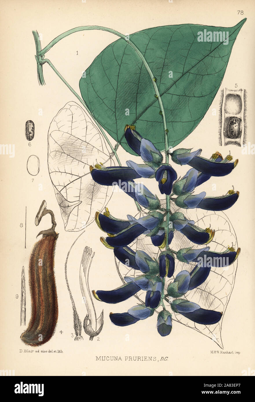 Velvet bean or cowhage, Mucuna pruriens. Handcoloured lithograph by Hanhart after a botanical illustration by David Blair from Robert Bentley and Henry Trimen's Medicinal Plants, London, 1880. Stock Photo