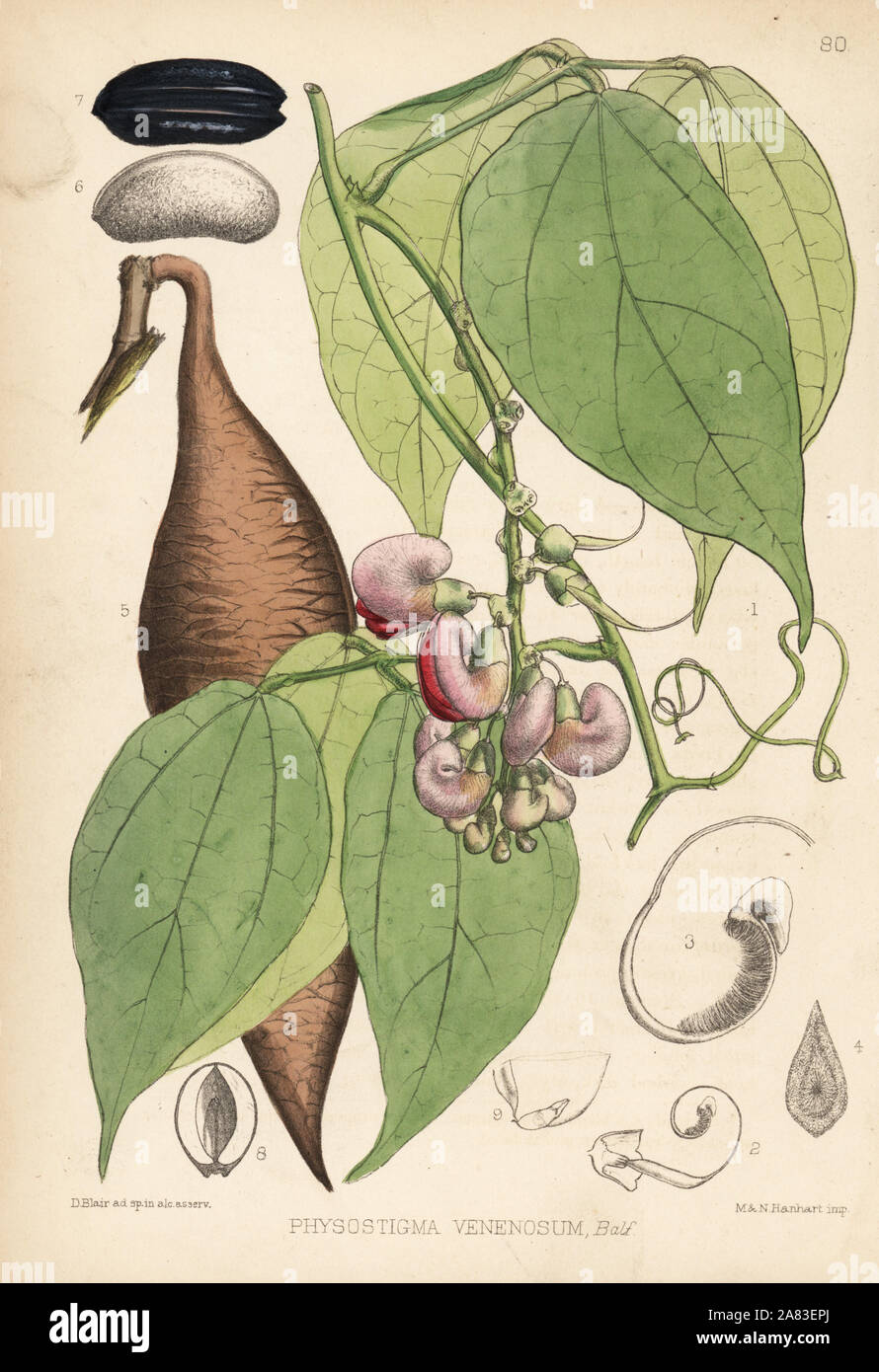 Calabar bean or ordeal bean, Physostigma venenosum. Handcoloured lithograph by Hanhart after a botanical illustration by David Blair from Robert Bentley and Henry Trimen's Medicinal Plants, London, 1880. Stock Photo