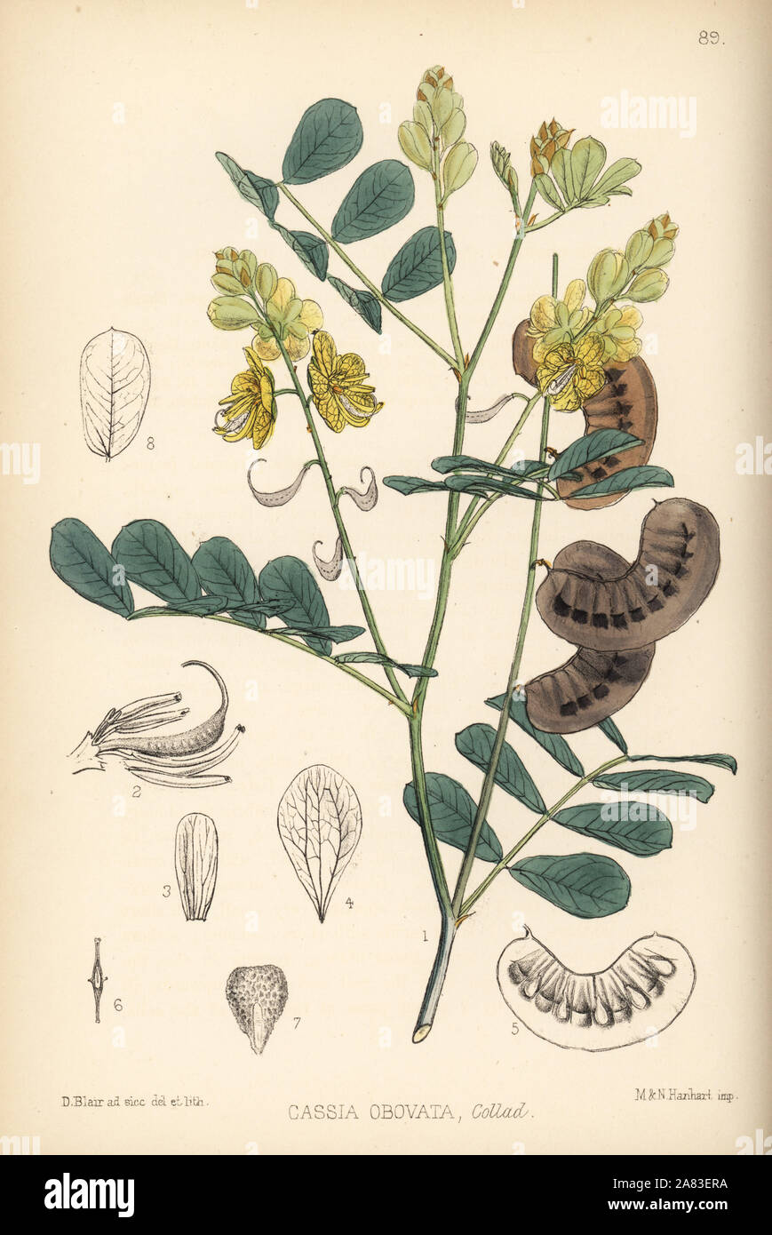 Senegal senna, Italian senna or Port Royal senna, Senna italica (Cassia obovata). Handcoloured lithograph by Hanhart after a botanical illustration by David Blair from Robert Bentley and Henry Trimen's Medicinal Plants, London, 1880. Stock Photo