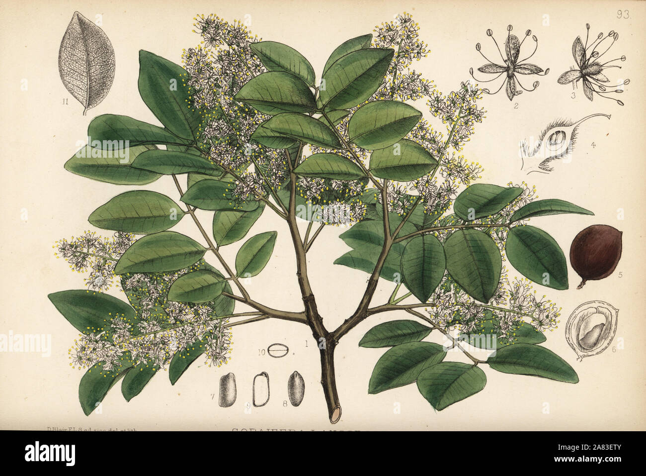 Copaiba, rashed tree or salam tree, Copaifera langsdorffii. Handcoloured lithograph by Hanhart after a botanical illustration by David Blair from Robert Bentley and Henry Trimen's Medicinal Plants, London, 1880. Stock Photo