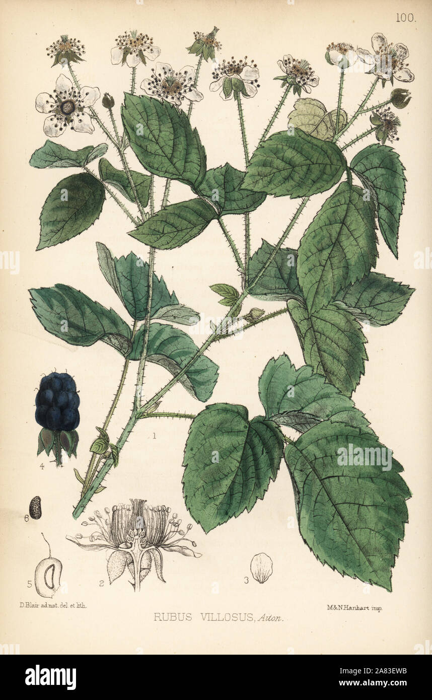Botanical blackberry illustration hires stock photography and images