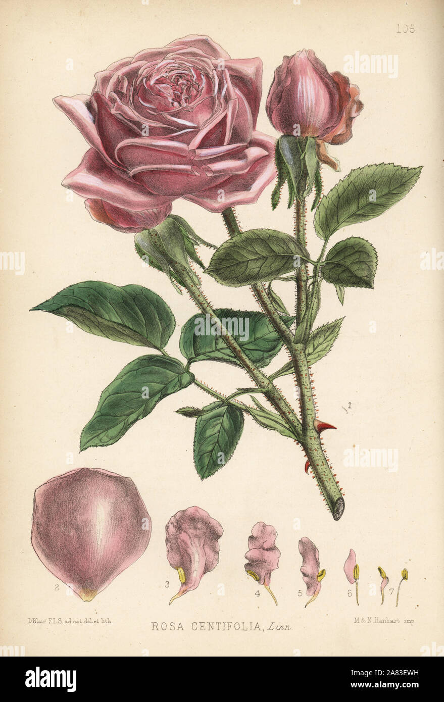 Cabbage rose or Damask rose, Rosa centifolia. Handcoloured