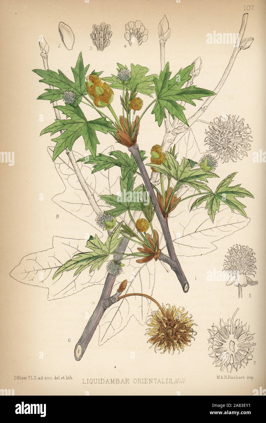 Oriental sweetgum or Turkish sweetgum, Liquidambar orientalis. Handcoloured lithograph by Hanhart after a botanical illustration by David Blair from Robert Bentley and Henry Trimen's Medicinal Plants, London, 1880. Stock Photo
