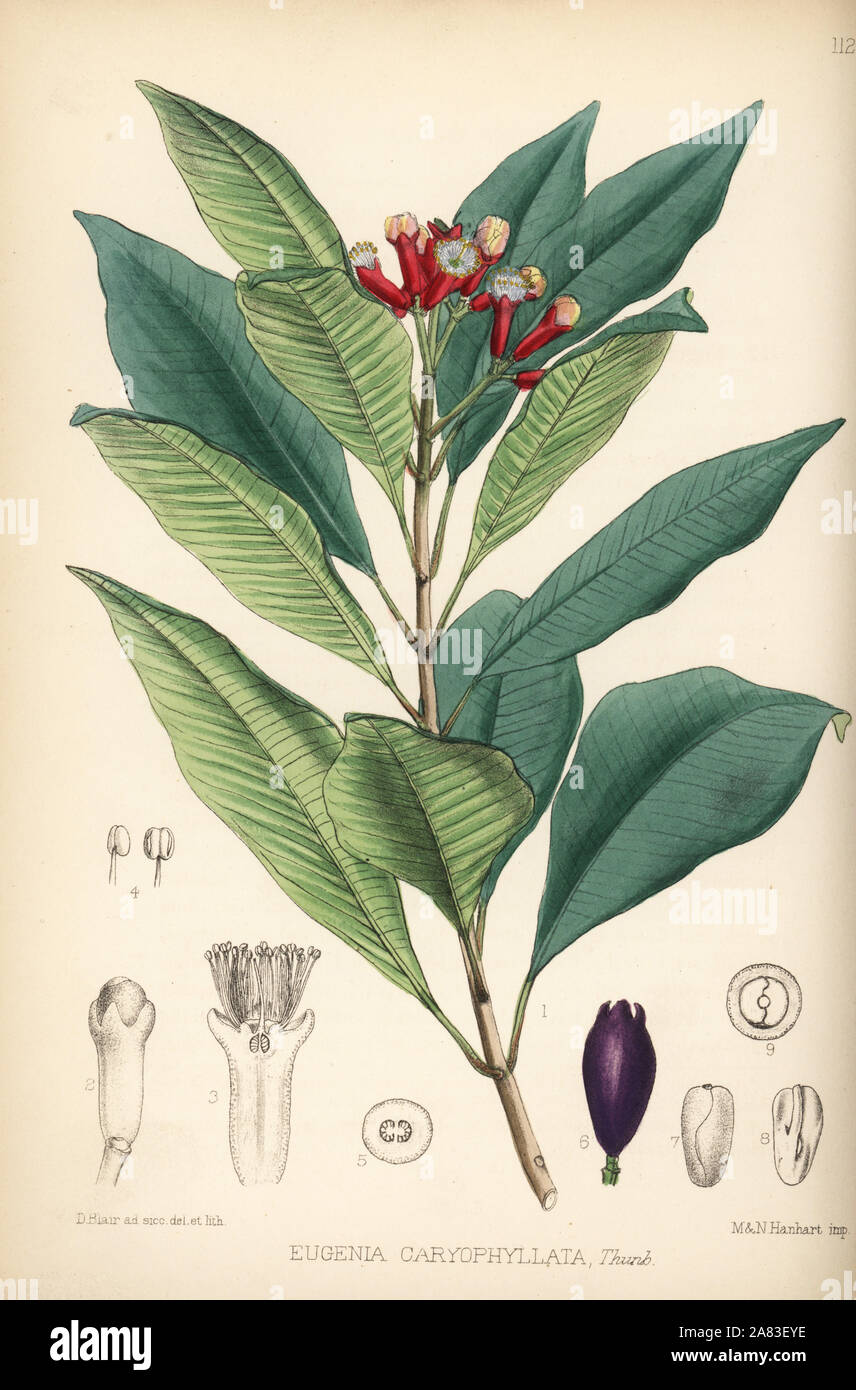 Clove, Syzygium aromaticum (Eugenia caryophyllata). Handcoloured