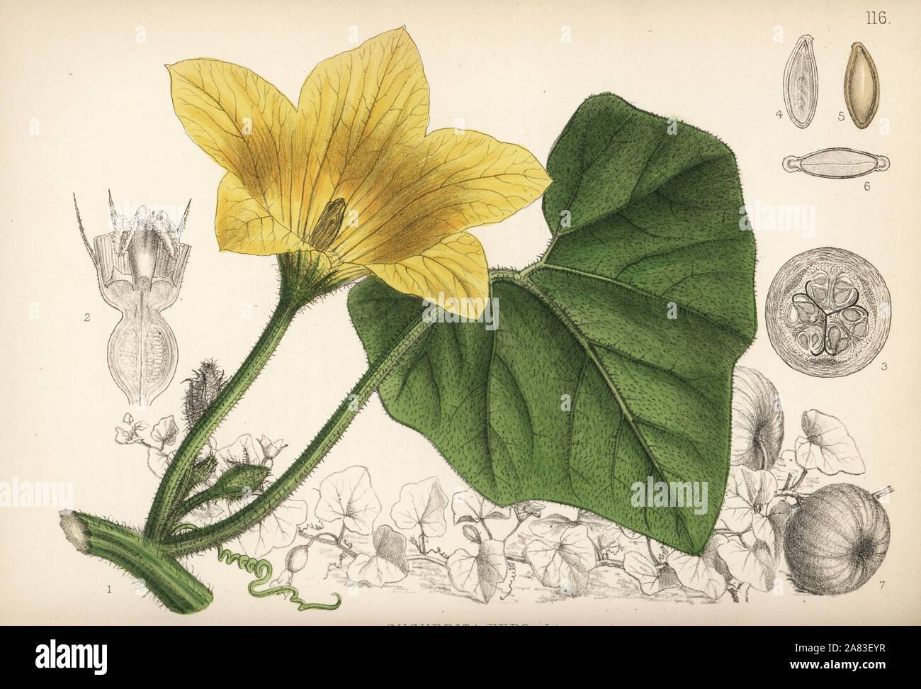Pumpkin or white gourd, Cucurbita pepo. Handcoloured lithograph by Hanhart  after a botanical illustration by David Blair from Robert Bentley and Henry  Trimen's Medicinal Plants, London, 1880 Stock Photo - Alamy