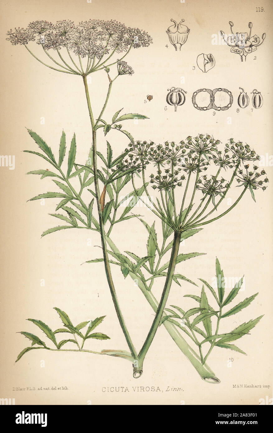 Cowbane or northern water hemlock, Cicuta virosa. Handcoloured lithograph by Hanhart after a botanical illustration by David Blair from Robert Bentley and Henry Trimen's Medicinal Plants, London, 1880. Stock Photo