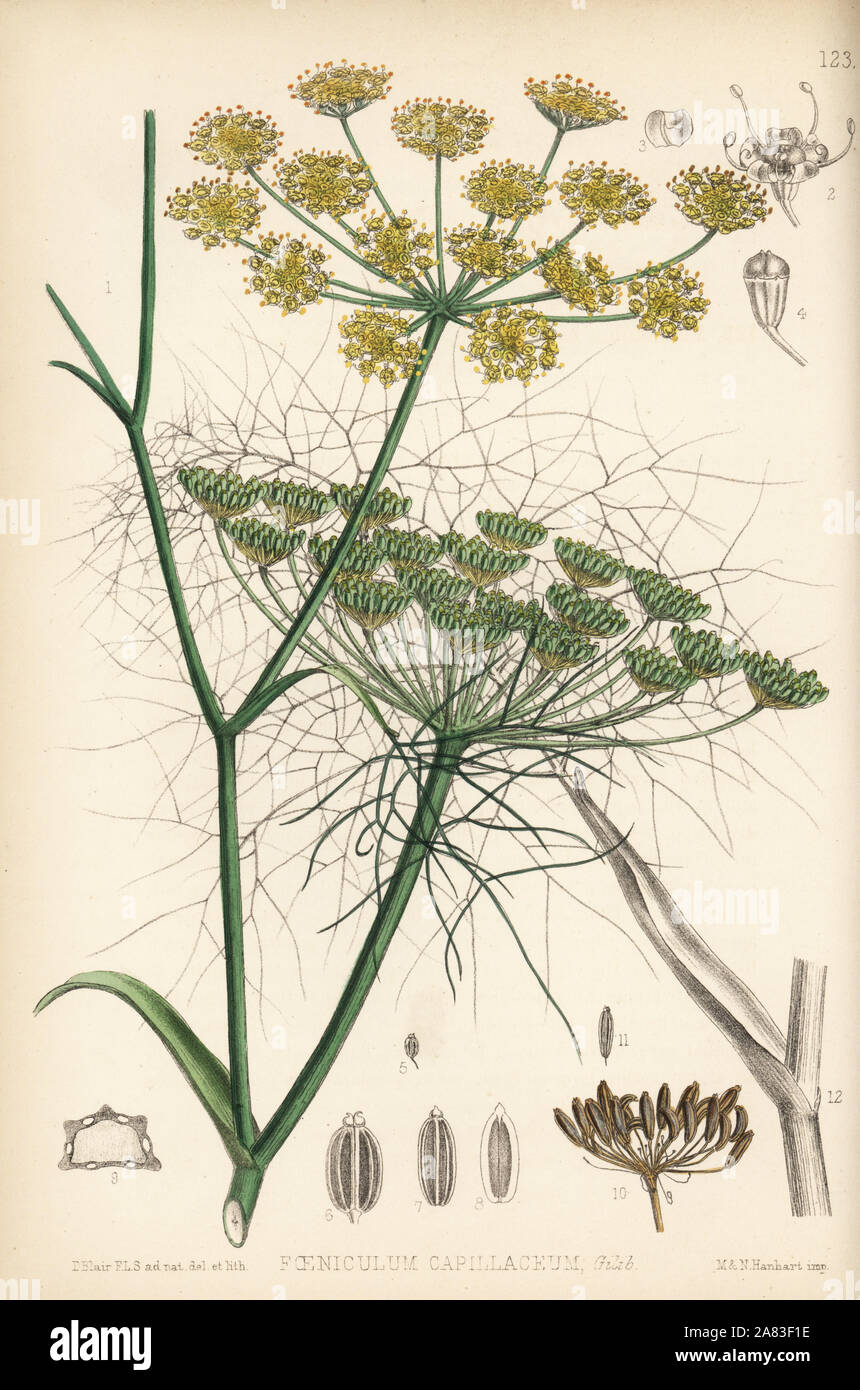 Fennel, Foeniculum vulgare (Foeniculum capillaceum). Handcoloured lithograph by Hanhart after a botanical illustration by David Blair from Robert Bentley and Henry Trimen's Medicinal Plants, London, 1880. Stock Photo