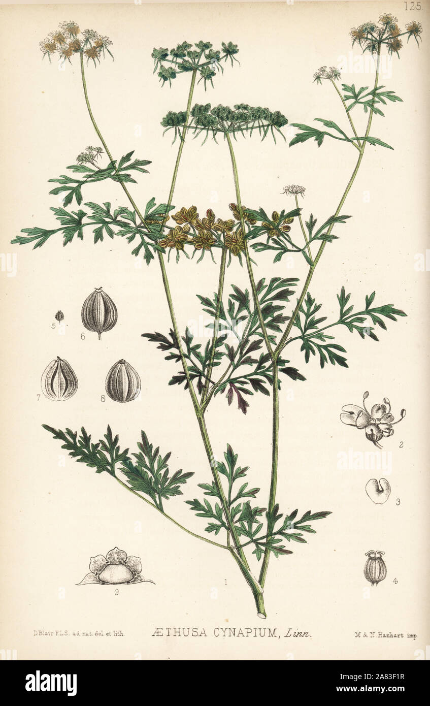 Fool's parsley, fool's cicely, or poison parsley, Aethusa cynapium. Handcoloured lithograph by Hanhart after a botanical illustration by David Blair from Robert Bentley and Henry Trimen's Medicinal Plants, London, 1880. Stock Photo