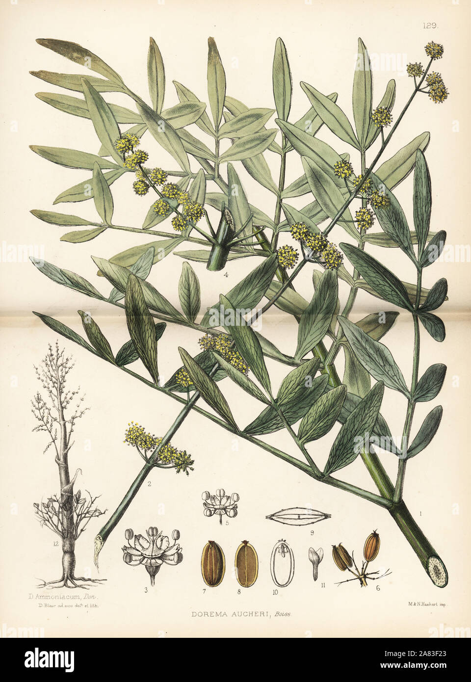 Zuh, weshek or bilhar, Dorema aucheri, and ammoniacum or gum ammoniac tree, Dorema ammoniacum. Handcoloured lithograph by Hanhart after a botanical illustration by David Blair from Robert Bentley and Henry Trimen's Medicinal Plants, London, 1880. Stock Photo