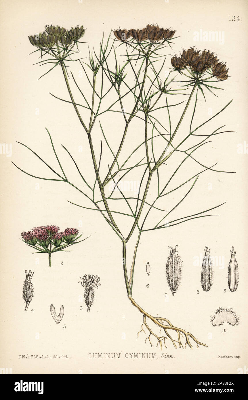 Cumin, Cuminum cyminum. Handcoloured lithograph by Hanhart after a botanical illustration by